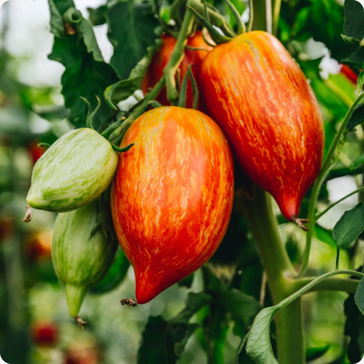 Red Speckle Tomato Seeds for Vegetable Planting