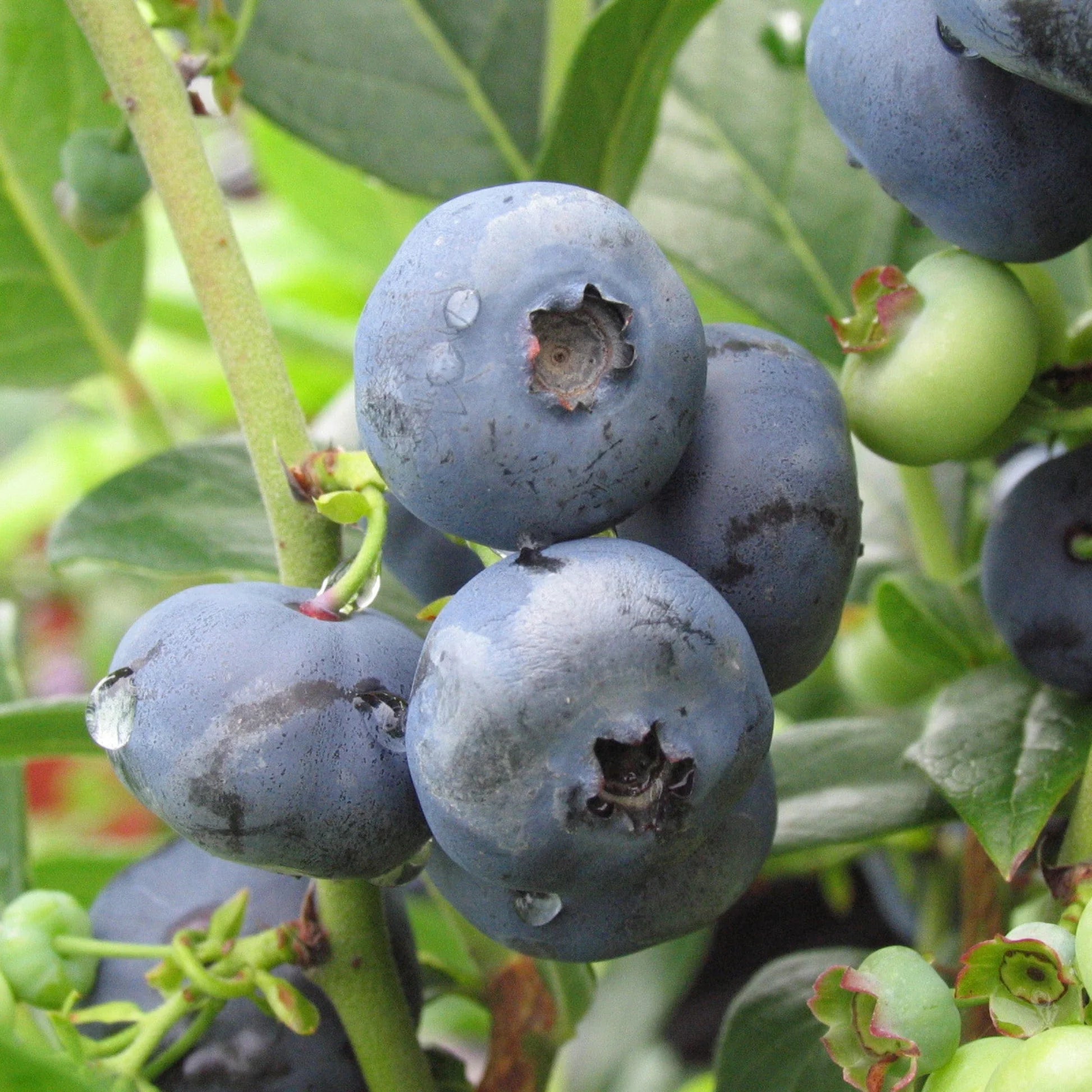 Blueberry Super Sweet Vaccinium corymbosum Seeds for Planting fruit garden edible landscape