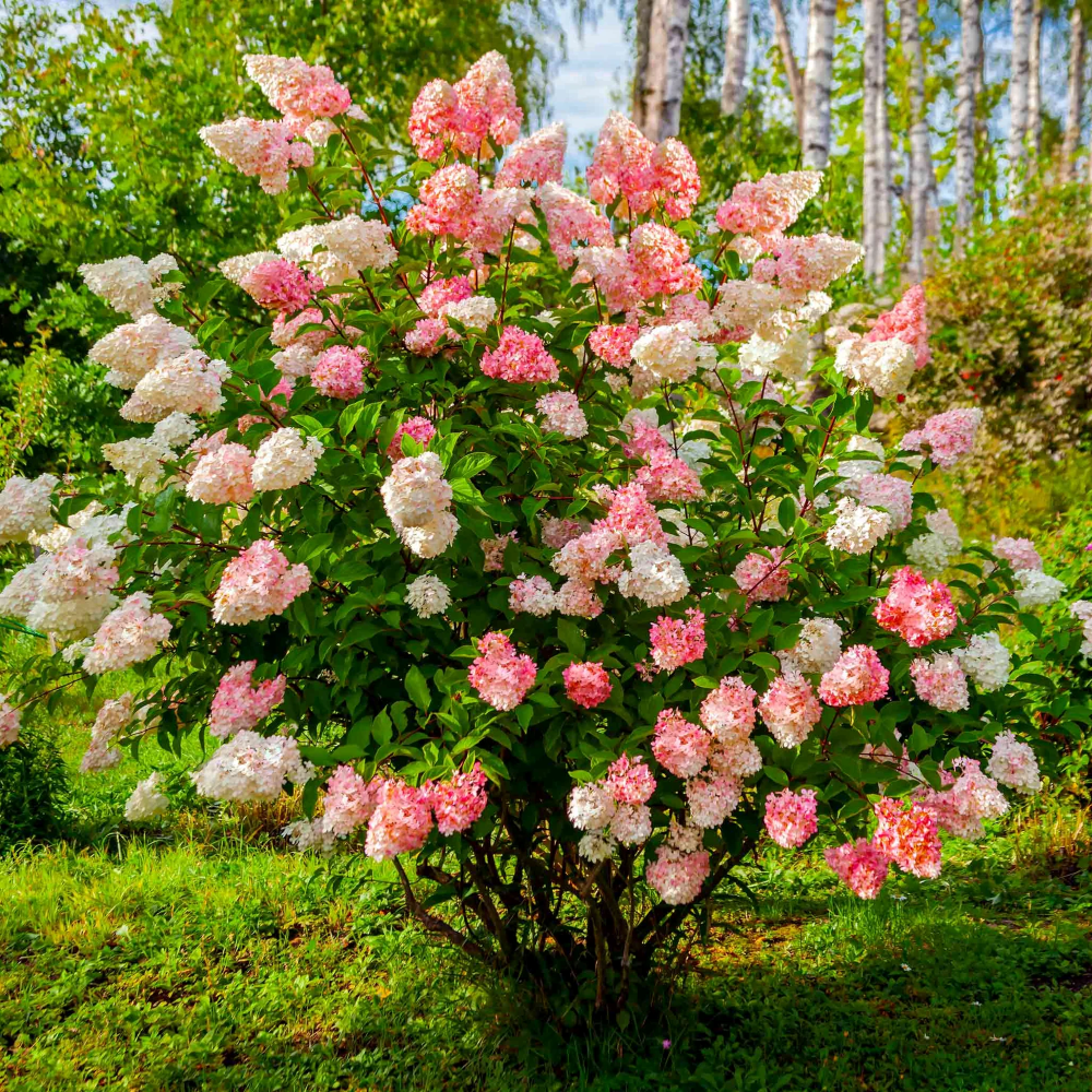 Vanilla Strawberry Hydrangea Seeds for Planting - Beautiful Blooms for Your Garden