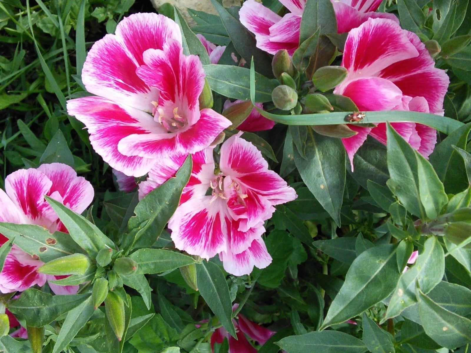 Pink Clarkia Amoena Flower seeds for Planting - Fragrant Blossoms, Heirloom & GMO Free Seeds for Home Garden