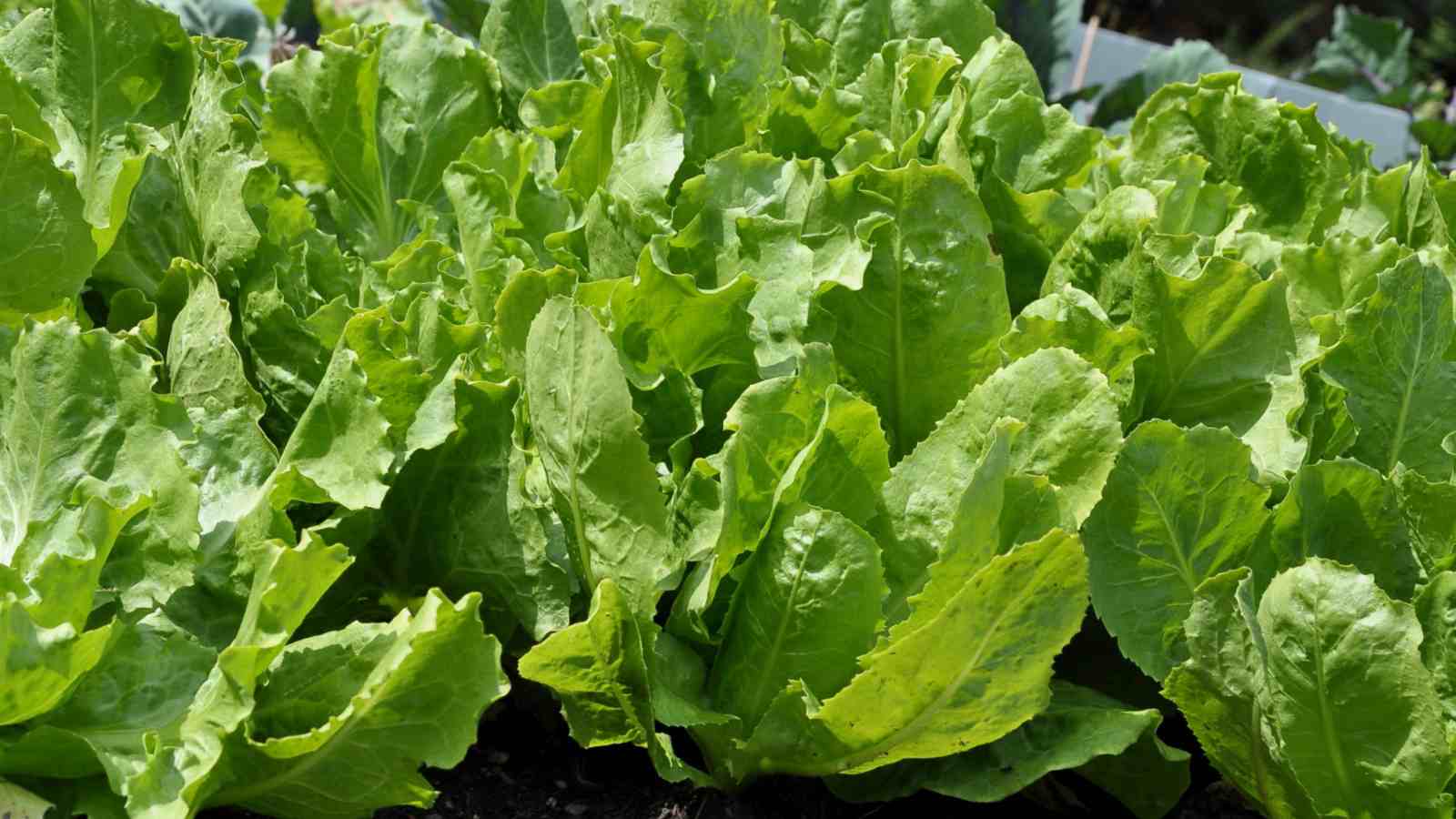 Crisp Endive Vegetable Seeds for Planting