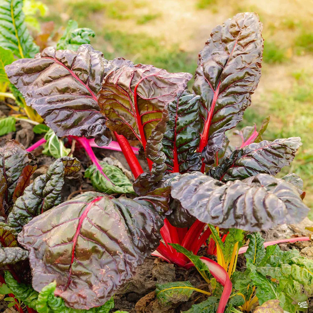 Red Swiss Chard Seeds for Planting - Nutrient-Rich Vegetable