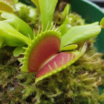 Green Venus Fly Trap Flower seeds for Planting - Wildflower Mix, Heirloom & GMO Free Seeds for Home Garden