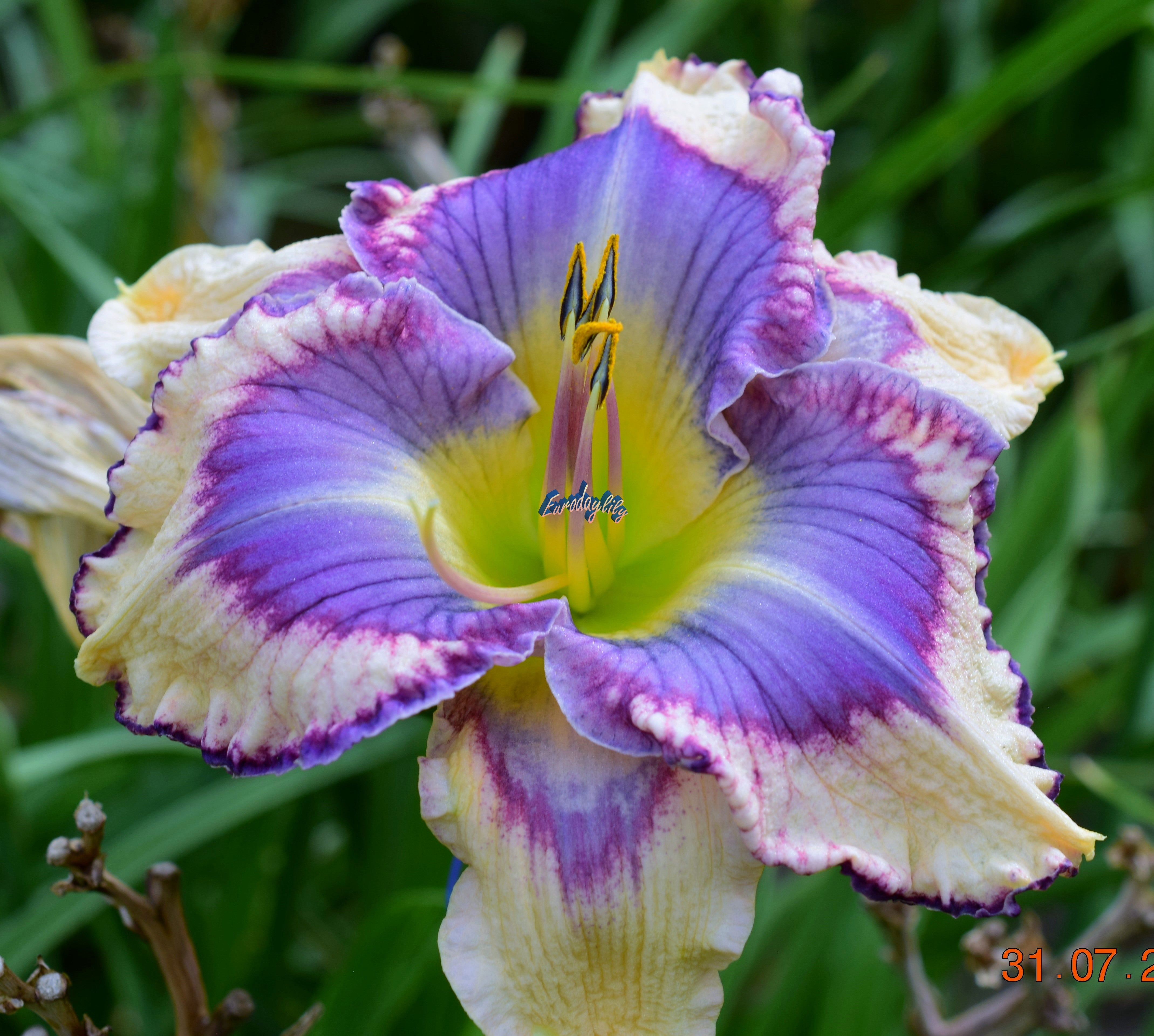 Blue Hemerocallis Flower seeds for Planting - Cottage Garden Essential, Heirloom & GMO Free Seeds for Home Garden