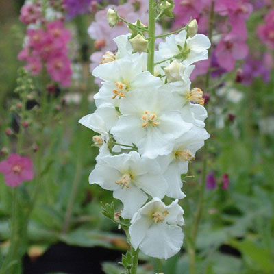 White Verbascum Flower seeds for Planting - Seasonal Bloomer, Heirloom & GMO Free Seeds for Home Garden