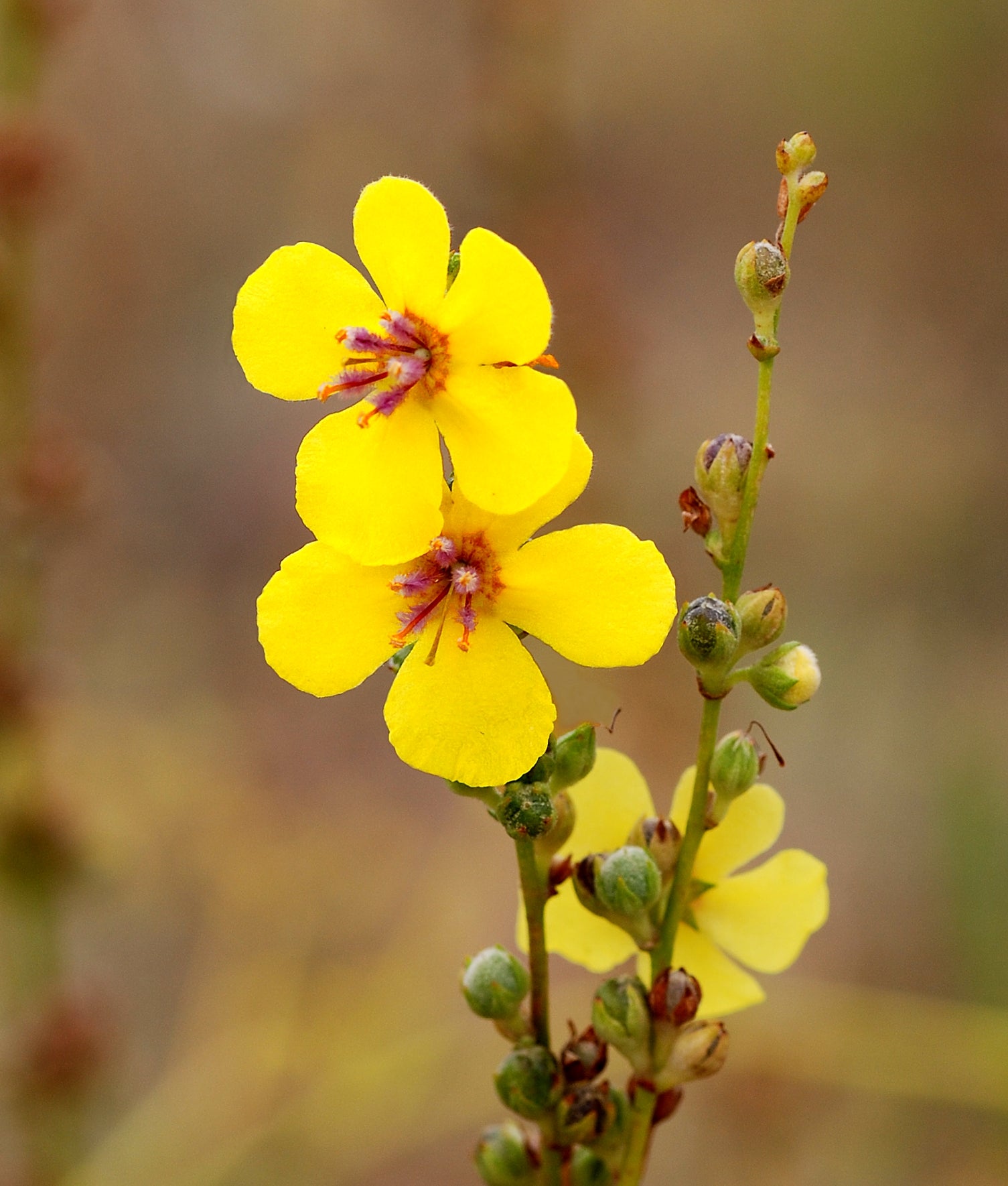 Yellow Verbascum Flower Seeds blooming in flower beds, containers, borders, and pollinator-friendly gardens