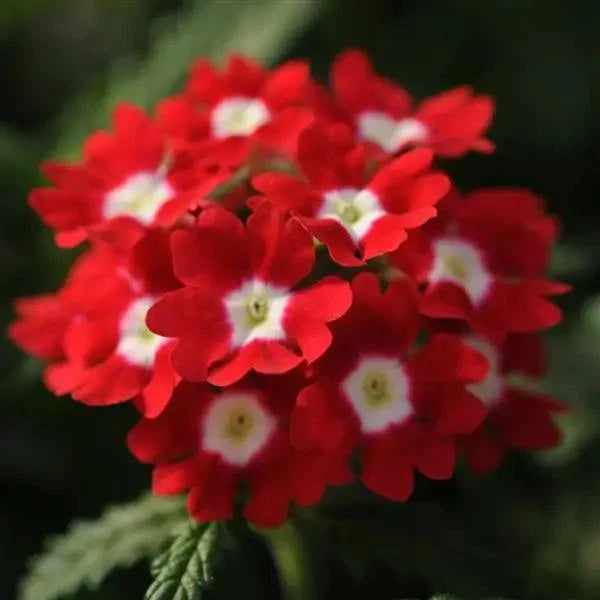 Red Achillea Flower seeds for Planting - Colorful Display, Heirloom & GMO Free Seeds for Home Garden