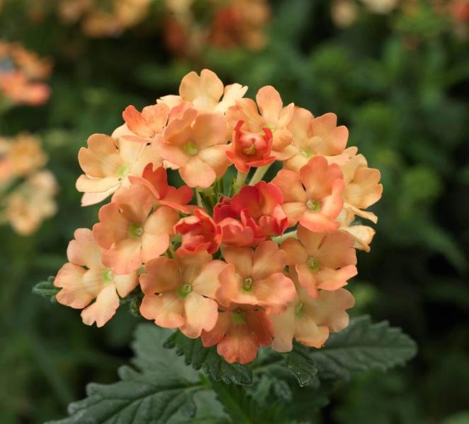 Peach Verbena Didyma Flower seeds for Planting - Sun Loving, Heirloom & GMO Free Seeds for Home Garden