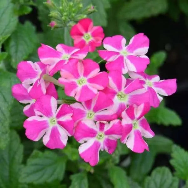 Pink Verbena Flower seeds for Planting - Premium Quality, Heirloom & GMO Free Seeds for Home Garden