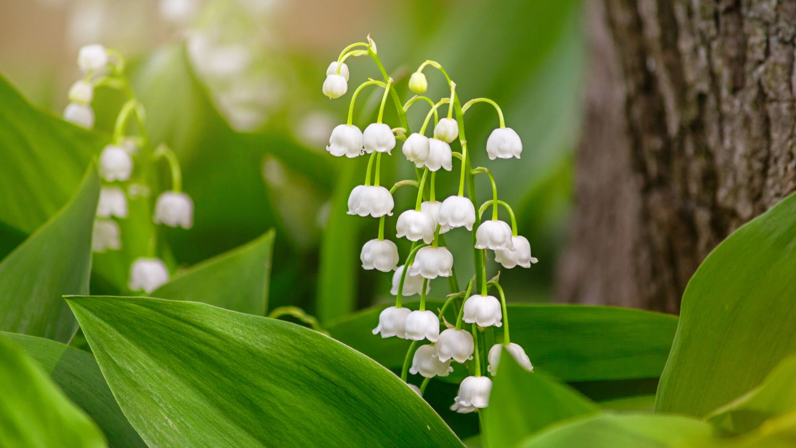 Lily of the Valley Flower seeds for Planting - Seasonal Bloomer, Heirloom & GMO Free Seeds for Home Garden