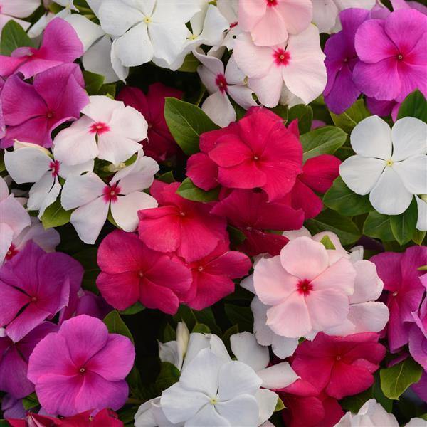 Periwinkle Flower seeds for Planting - Seasonal Bloomer, Heirloom & GMO Free Seeds for Home Garden