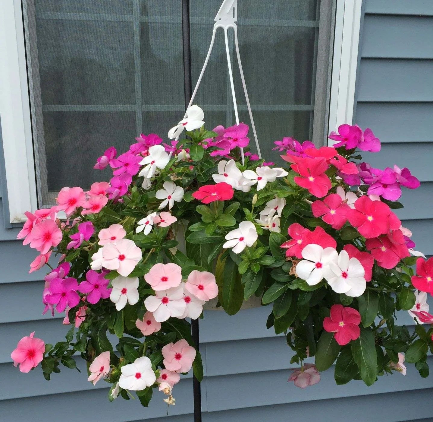 Periwinkle Flower seeds for Planting - Seasonal Bloomer, Heirloom & GMO Free Seeds for Home Garden