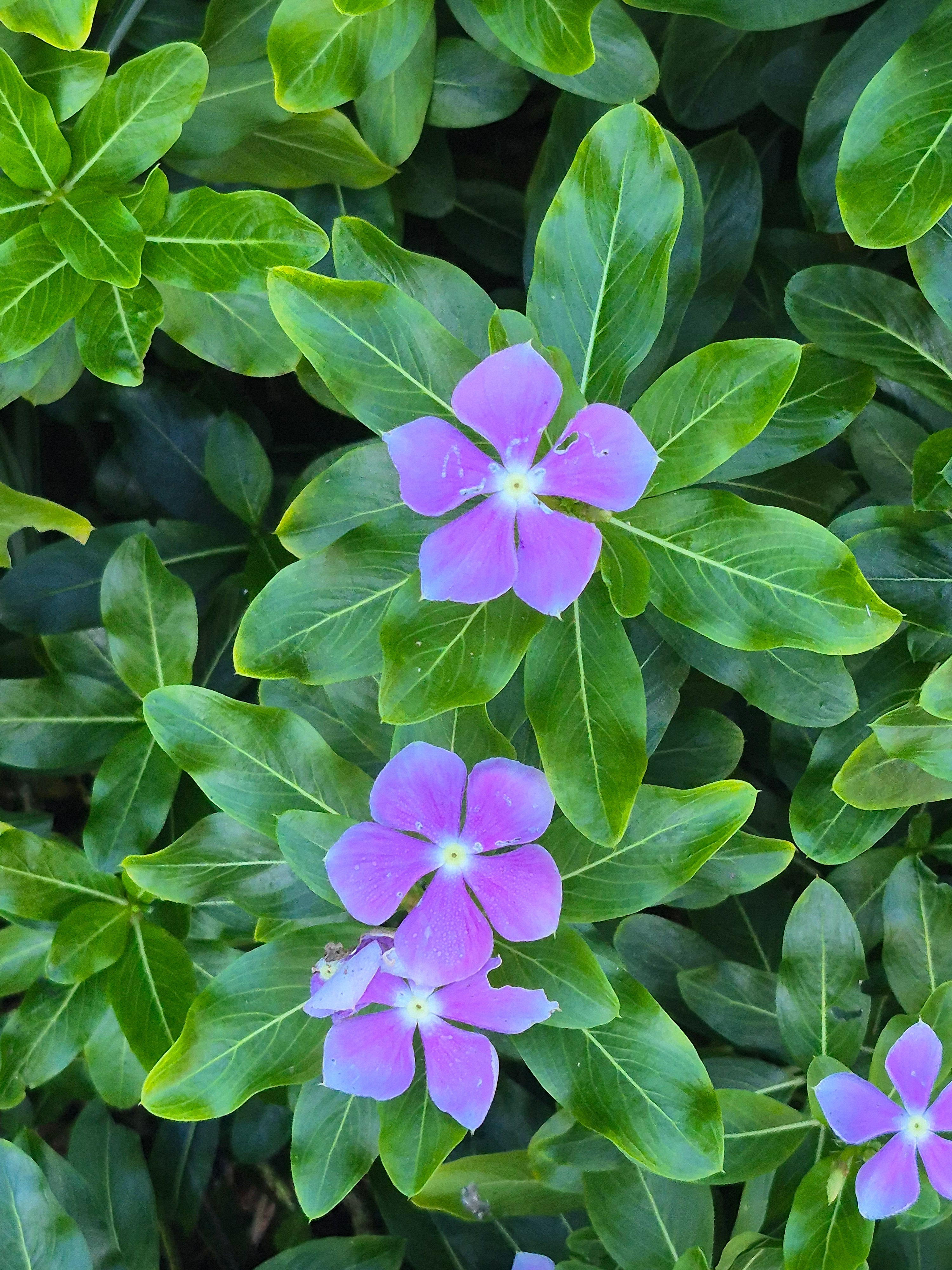 Purple Vinca Periwinkle Flower seeds for Planting - Premium Quality, Heirloom & GMO Free Seeds for Home Garden