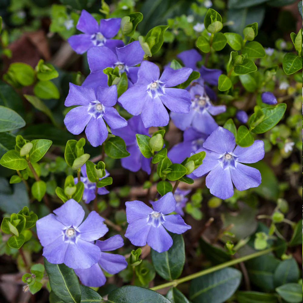 Blue Vinca Periwinkle Flower seeds for Planting - Seasonal Bloomer, Heirloom & GMO Free Seeds for Home Garden
 
 Sale