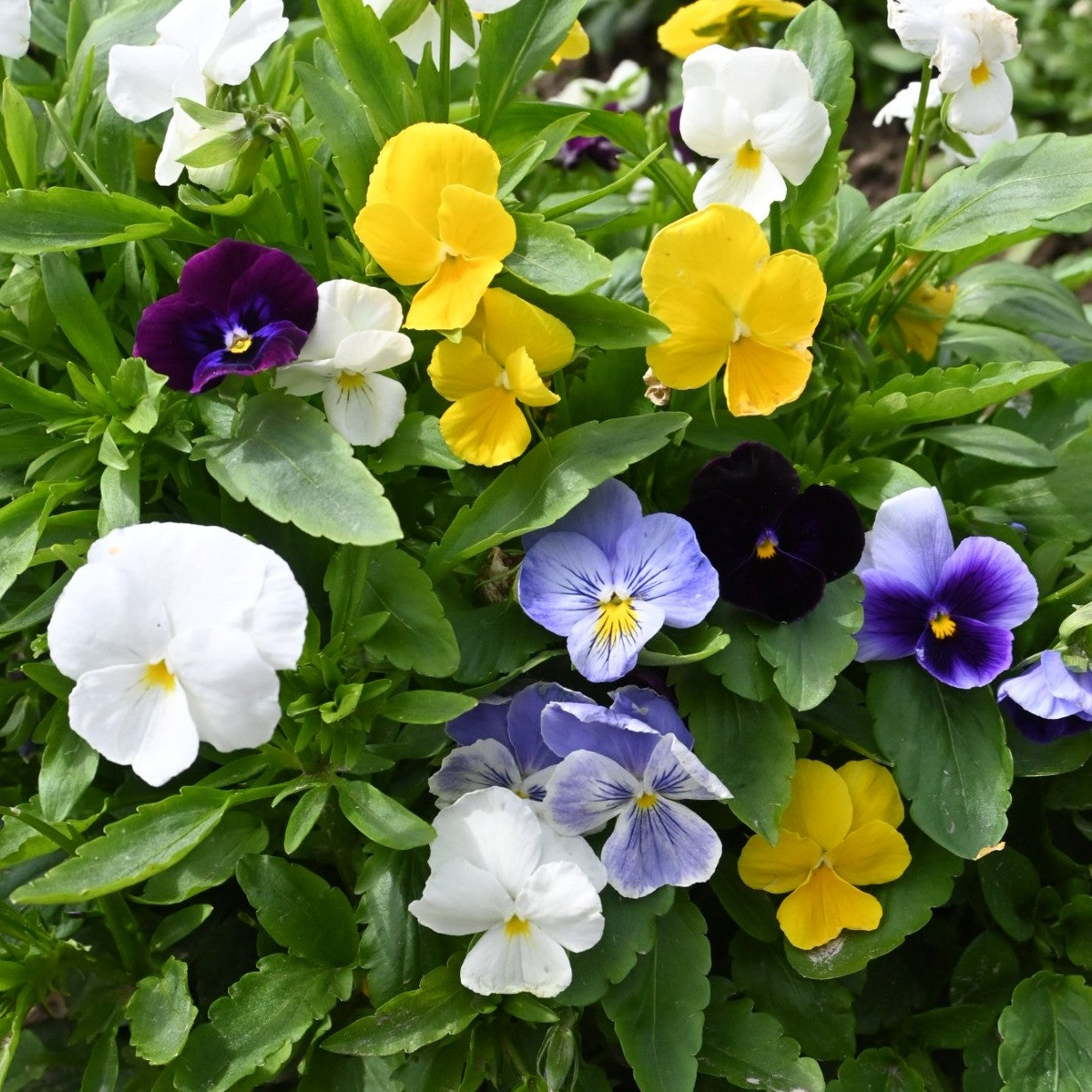 Mixed Pansy Perennial Flower seeds for Planting - Wildflower Mix, Heirloom & GMO Free Seeds for Home Garden