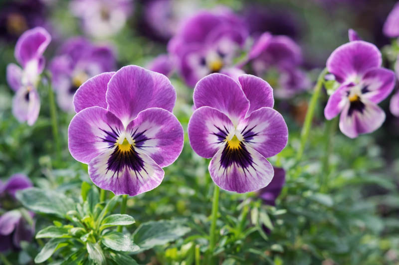 Violet Pansy Flower Seeds for Planting Wildflower Mix Heirloom & GMO Free Seeds for Home Garden
 
 Sale