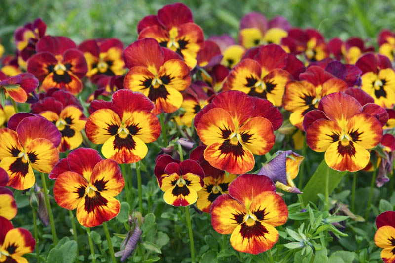 Pansy Flower seeds for Planting - Cottage Garden Essential, Heirloom & GMO Free Seeds for Home Garden