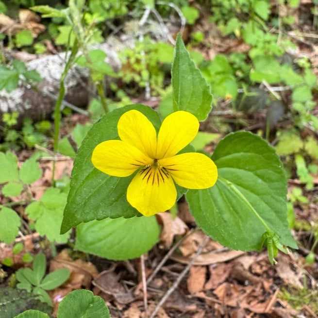 Yellow Viola Pubescens Plant Seeds for Planting