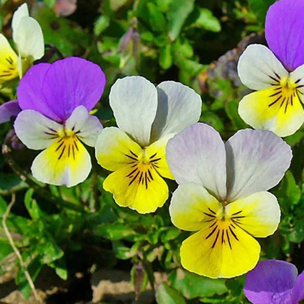 Viola Tricolor Flower seeds for Planting Shade Tolerant Heirloom & GMO Free Seeds for Home Garden