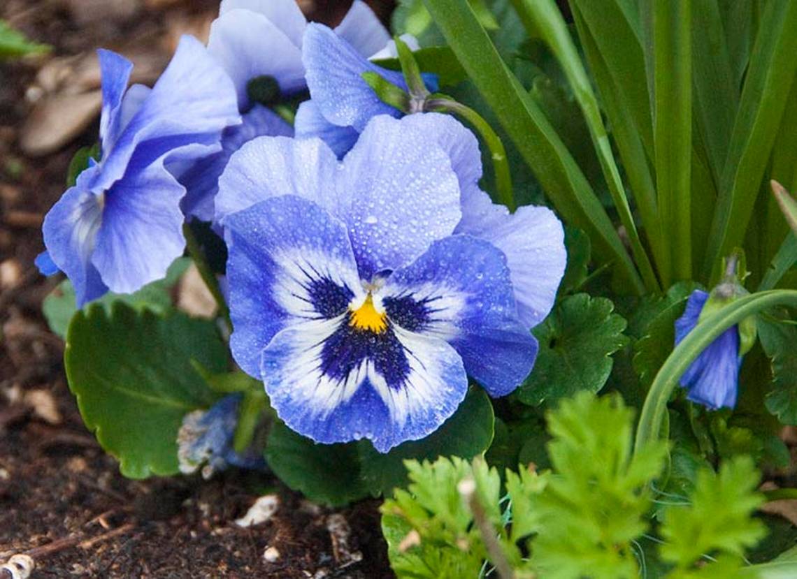 Viola Flower seeds for Planting, Perfect for Borders Heirloom & GMO Free Seeds for Home Garden