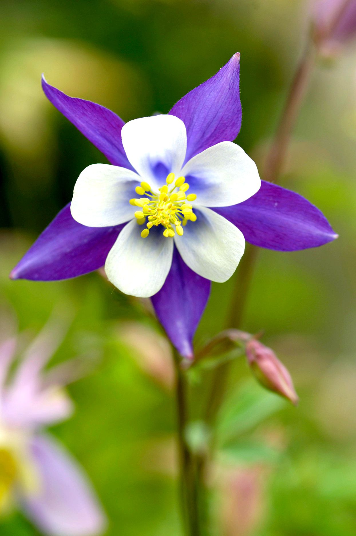 Violet White Columbine William flower seeds for planting