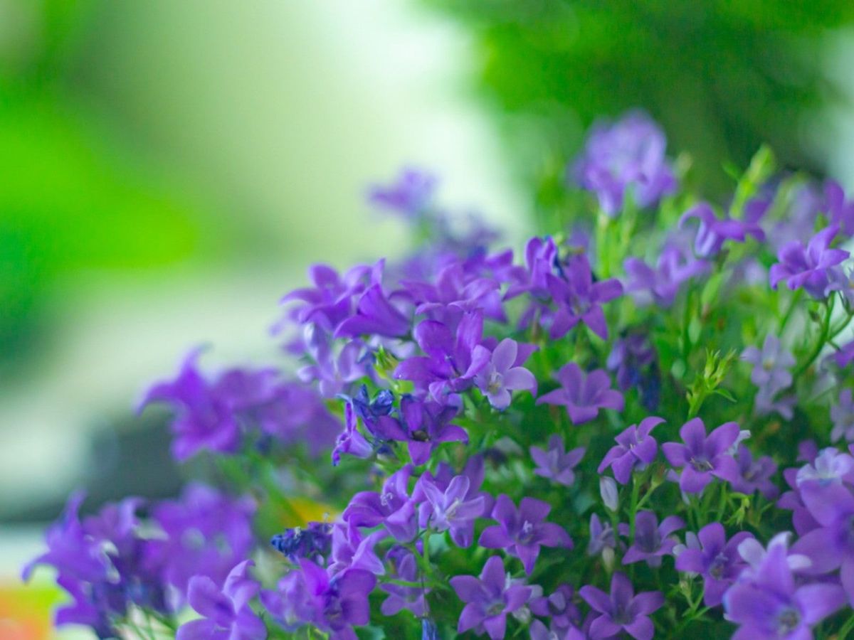 Browallia Garden Blooms Violet Flowers