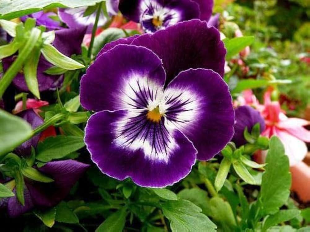 Non-GMO Violet Pansy Seeds for Garden
