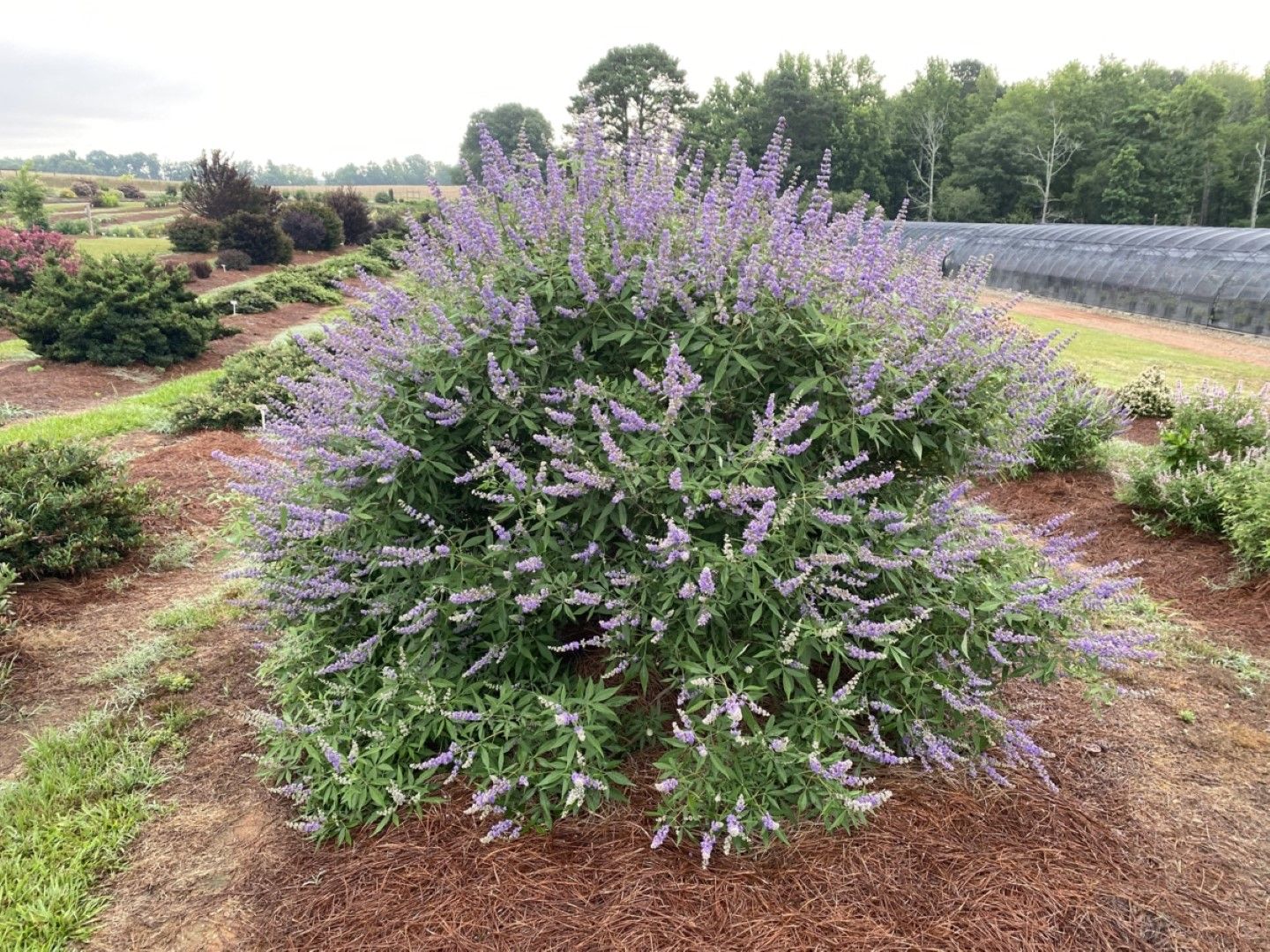 Vitex Agnus-Castus Plant Seeds for Thriving Herbal Shrub  Ideal for Planting Gardens, Yards, or Landscapes