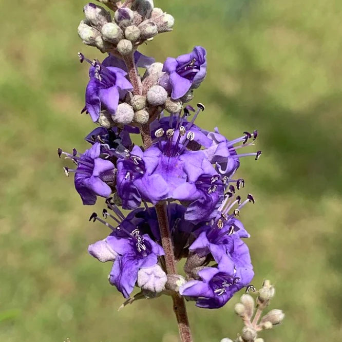 Vitex Agnus-Castus Plant Seeds for Thriving Herbal Shrub  Ideal for Planting Gardens, Yards, or Landscapes