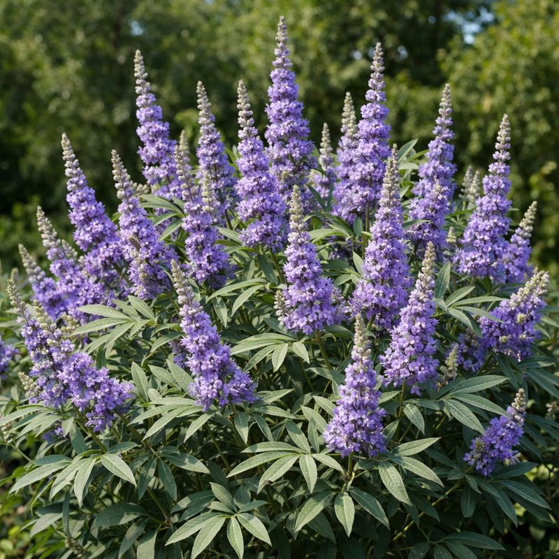 Purple Vitex Agnus Flower seeds for Planting - Drought Tolerant, Heirloom & GMO Free Seeds for Home Garden