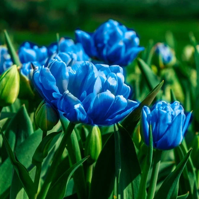 Tulip Blue Flower seeds for Planting - Hardy Variety, Heirloom & GMO Free Seeds for Home Garden