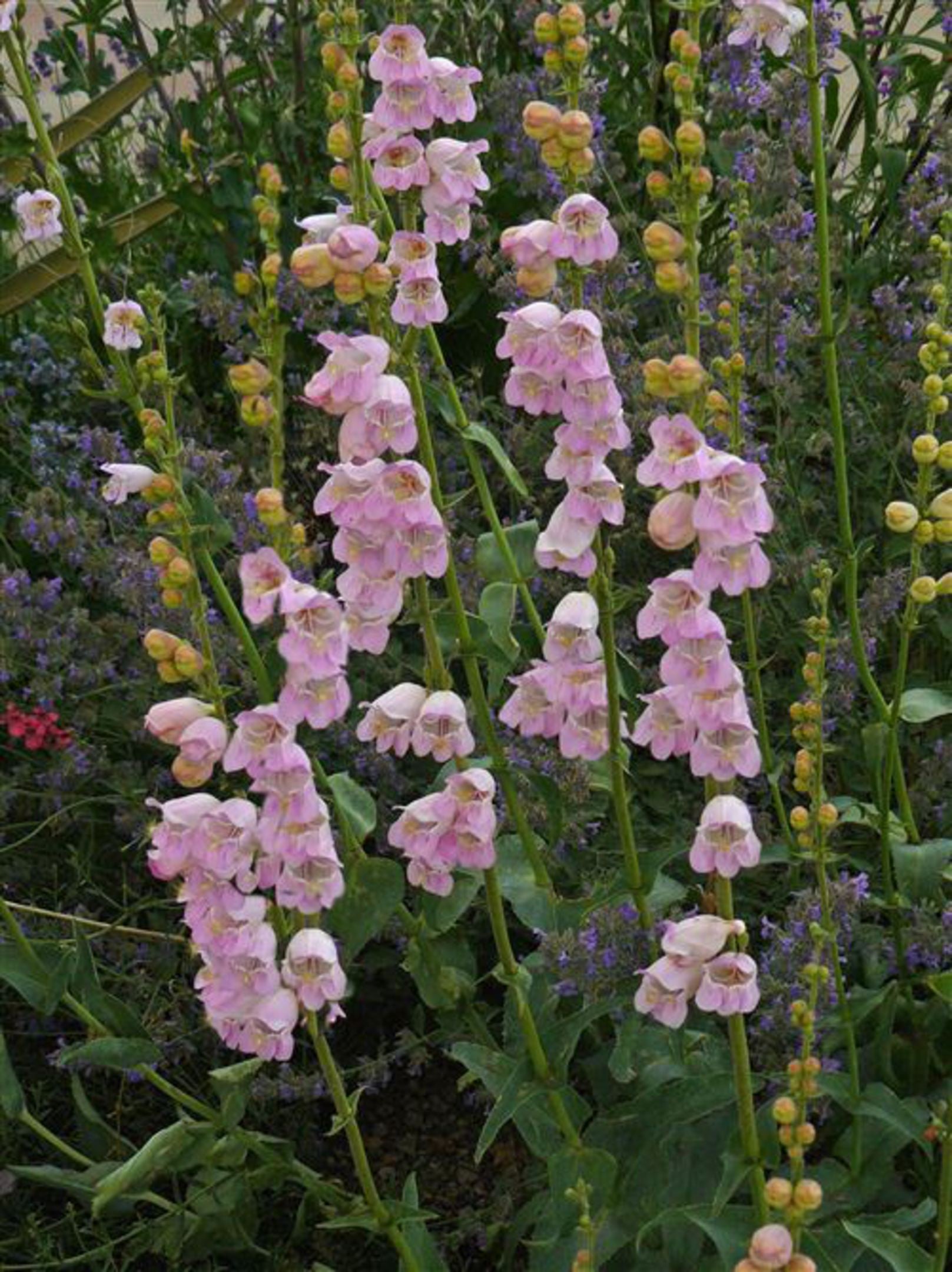 Violet Penstemon Flower seeds for Planting - Hardy Variety, Heirloom & GMO Free Seeds for Home Garden