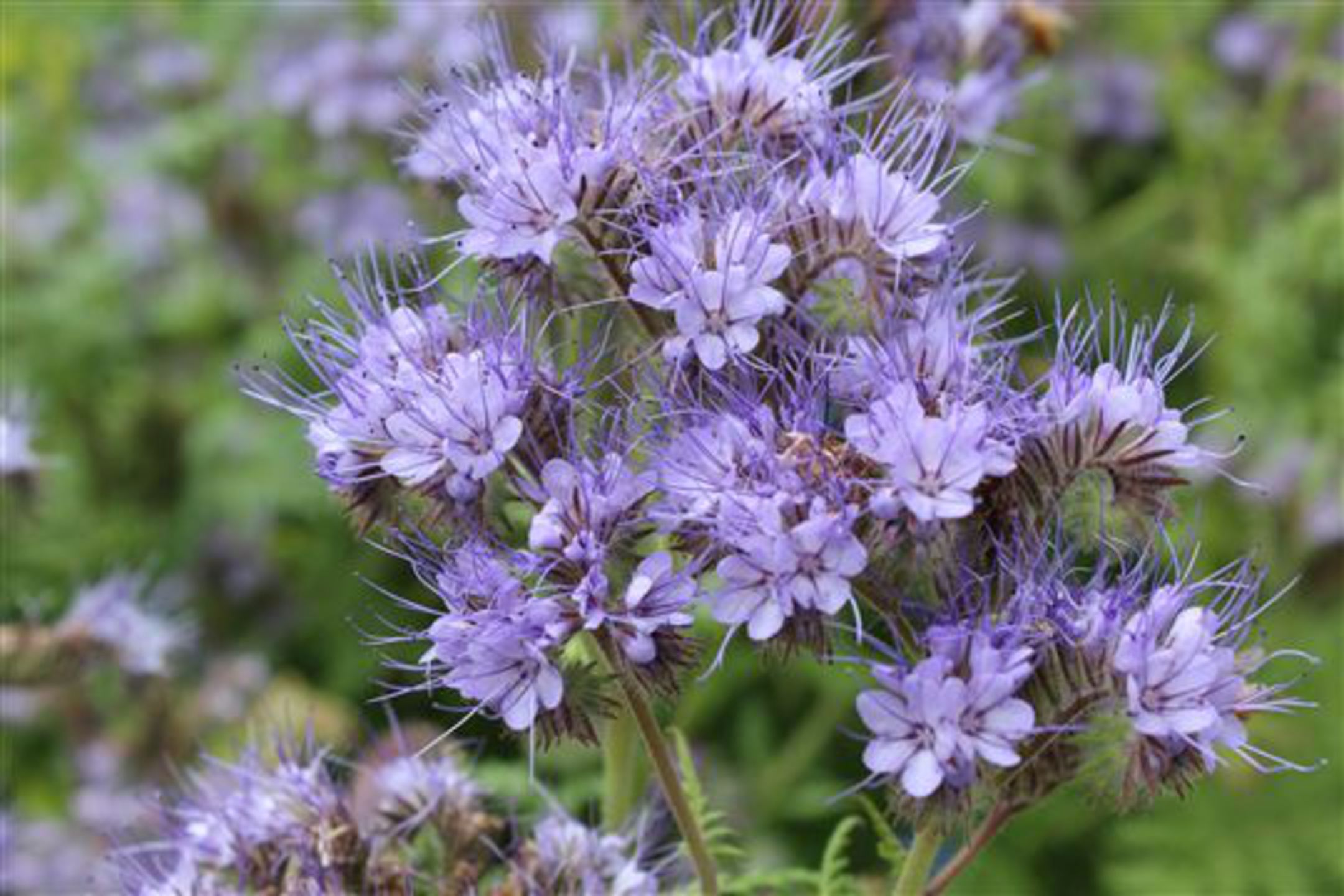 Purple Phacelia Tanacetifolia Flower seeds for Planting - Wildflower Mix, Heirloom & GMO Free Seeds for Home Garden