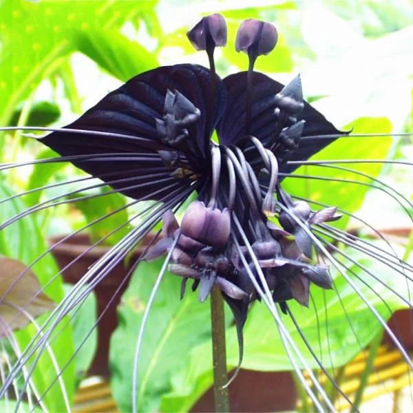 Butterfly Orchid Flower seeds for Planting - Fragrant Blossoms, Heirloom & GMO Free Seeds for Home Garden
 
 Sale for planting in home garden.