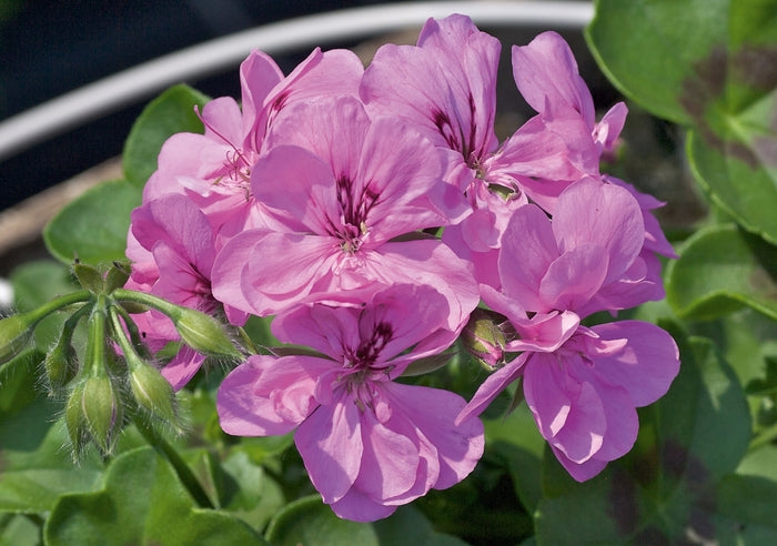 Violet Geranium Pelargonium Flower Seeds for Planting Vibrant Colors Heirloom & GMO Free Seeds for Home Garden
 
 Sale