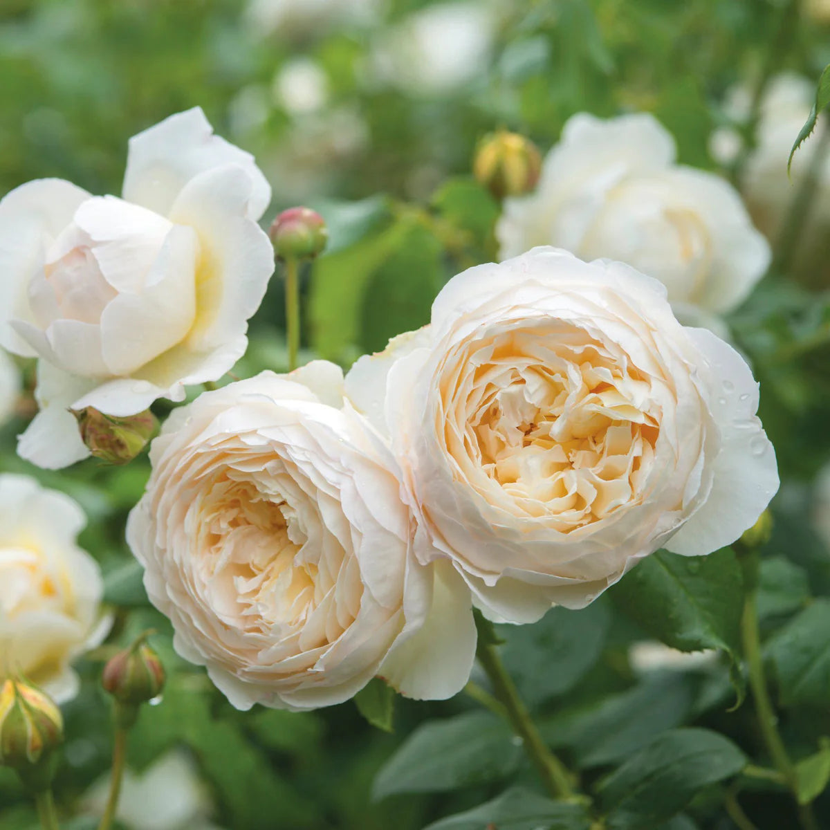 White Climbing Rose Flower seeds for Planting - Premium Quality, Heirloom & GMO Free Seeds for Home Garden