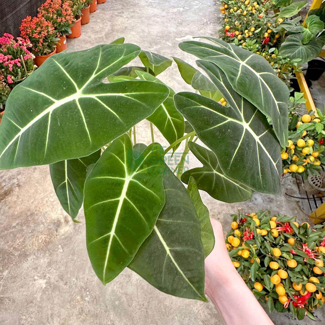 Green Alocasia Flower seeds for Planting - Seasonal Bloomer, Heirloom & GMO Free Seeds for Home Garden