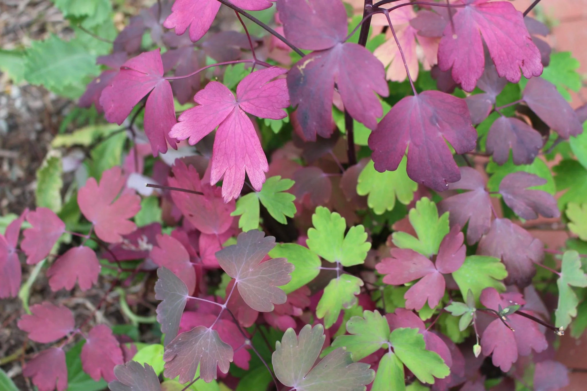 Oxalis Flower seeds for Planting - Bright Blooms, Heirloom & GMO Free Seeds for Home Garden