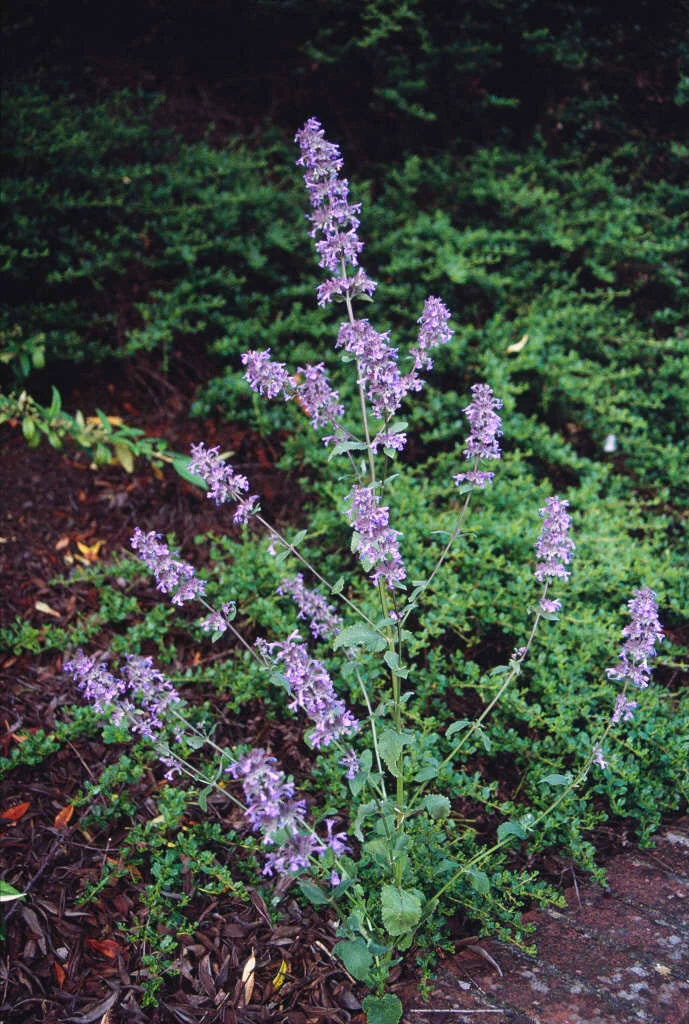 Blue Petromarula Pinnata Flower seeds for Planting - Wildflower Mix, Heirloom & GMO Free Seeds for Home Garden