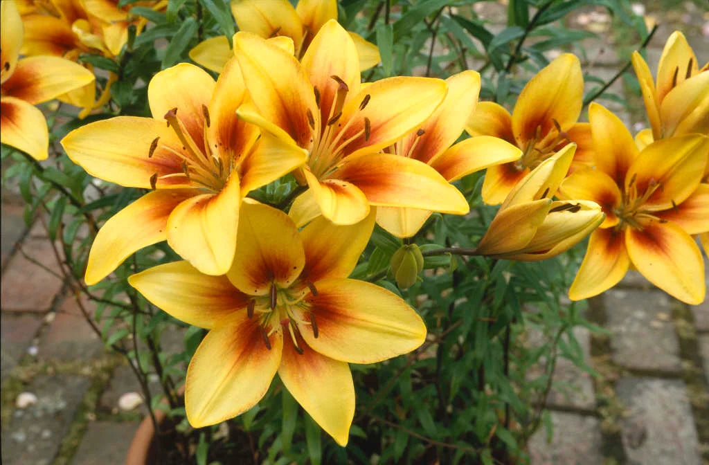 Yellow Brown Lilium Flower Seeds for Planting Shade Tolerant Heirloom & GMO Free Seeds for Home Garden
 
 Sale