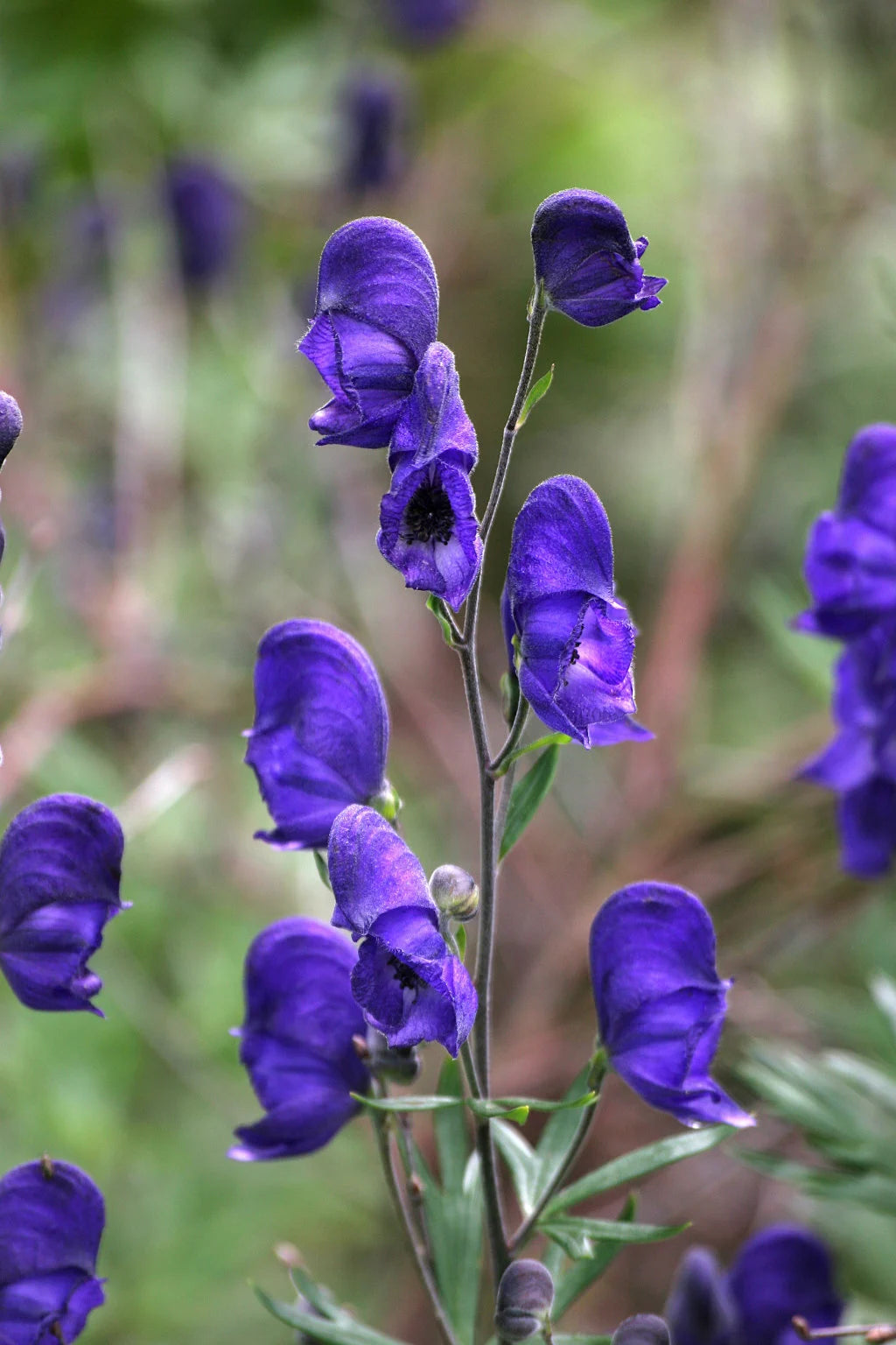 Wolfsbane Flower seeds for Planting - Colorful Display, Heirloom & GMO Free Seeds for Home Garden
