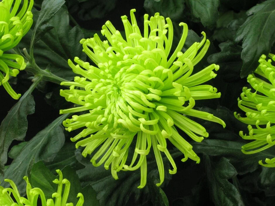 Green Chrysanthemum Flower seeds for Planting - Drought Tolerant, Heirloom & GMO Free Seeds for Home Garden