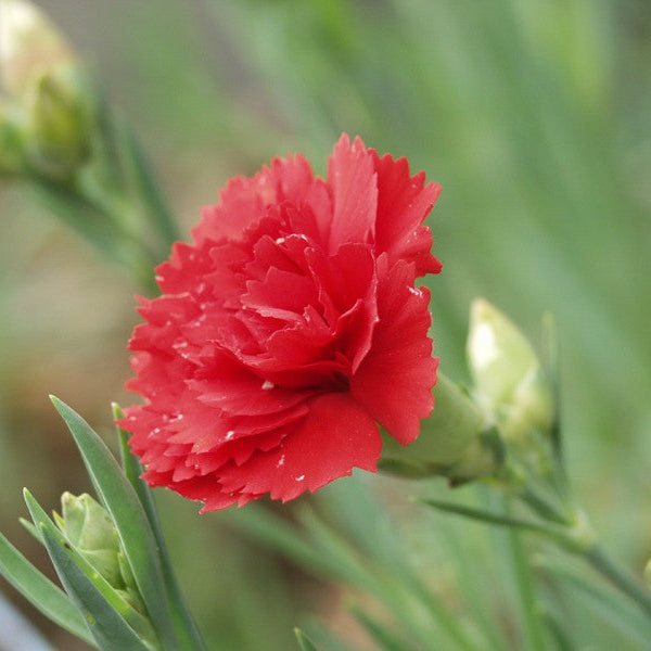Light Red Carnation Flower Seeds for Planting Shade Tolerant Heirloom & GMO Free Seeds for Home Garden
 
 Sale