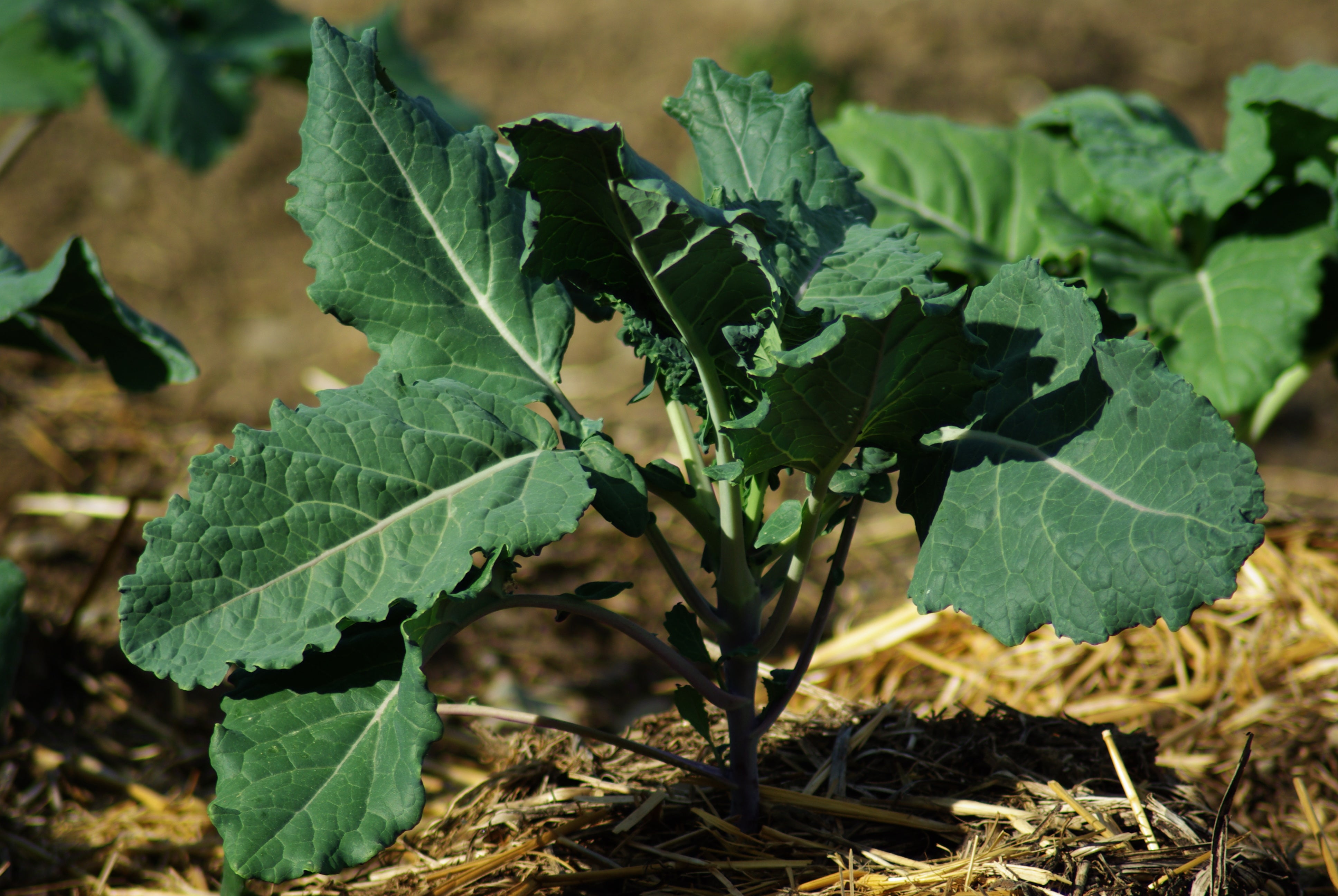 Green Walking Stick Kale Tree Seeds for Easy Planting