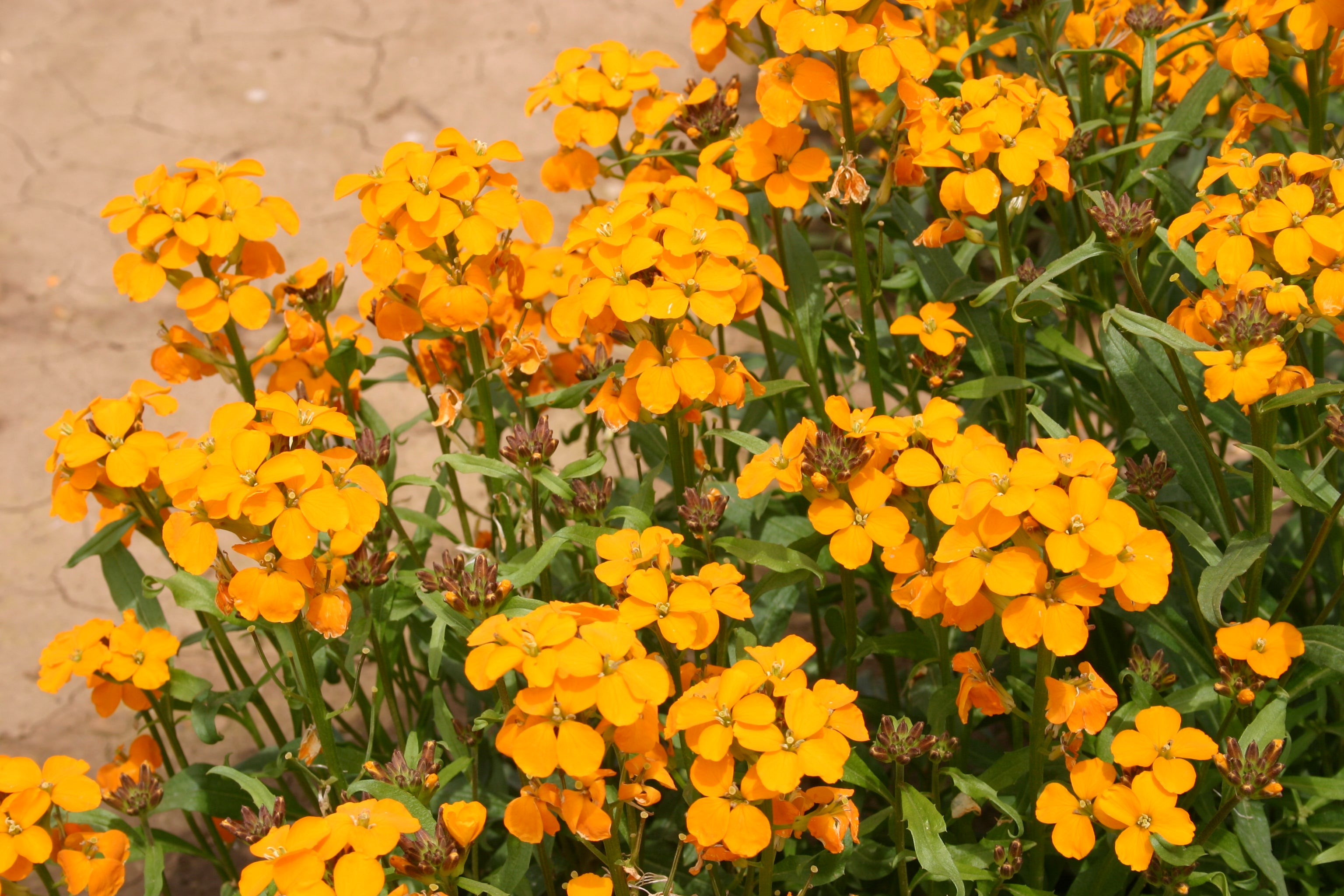 Orange Siberian Flower seeds for Planting - Bright Blooms, Heirloom & GMO Free Seeds for Home Garden