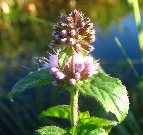 Mint Flower seeds for Planting - Cut Flower Favorite, Heirloom & GMO Free Seeds for Home Garden