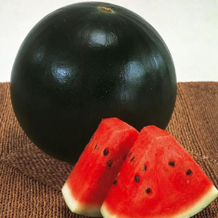Densuke Watermelon Seeds for Planting | Grow Sweet and Juicy Watermelons at Home