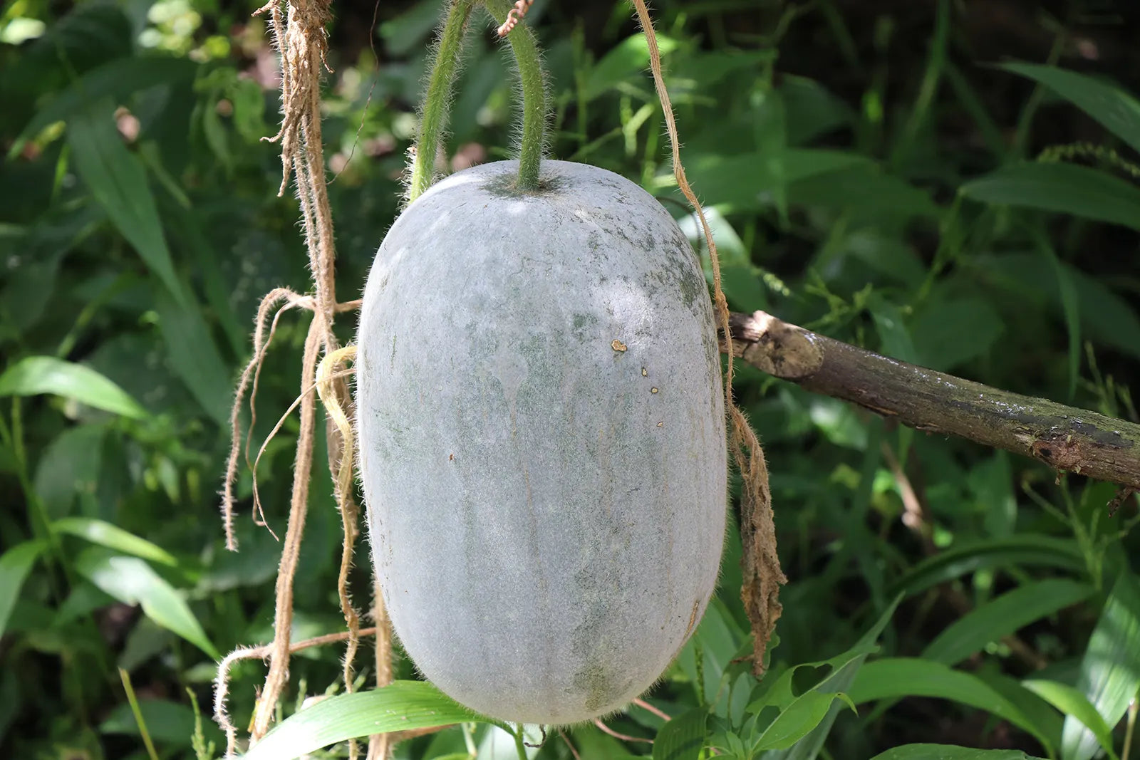 White Wax Gourd Vegetable Seeds for Planting