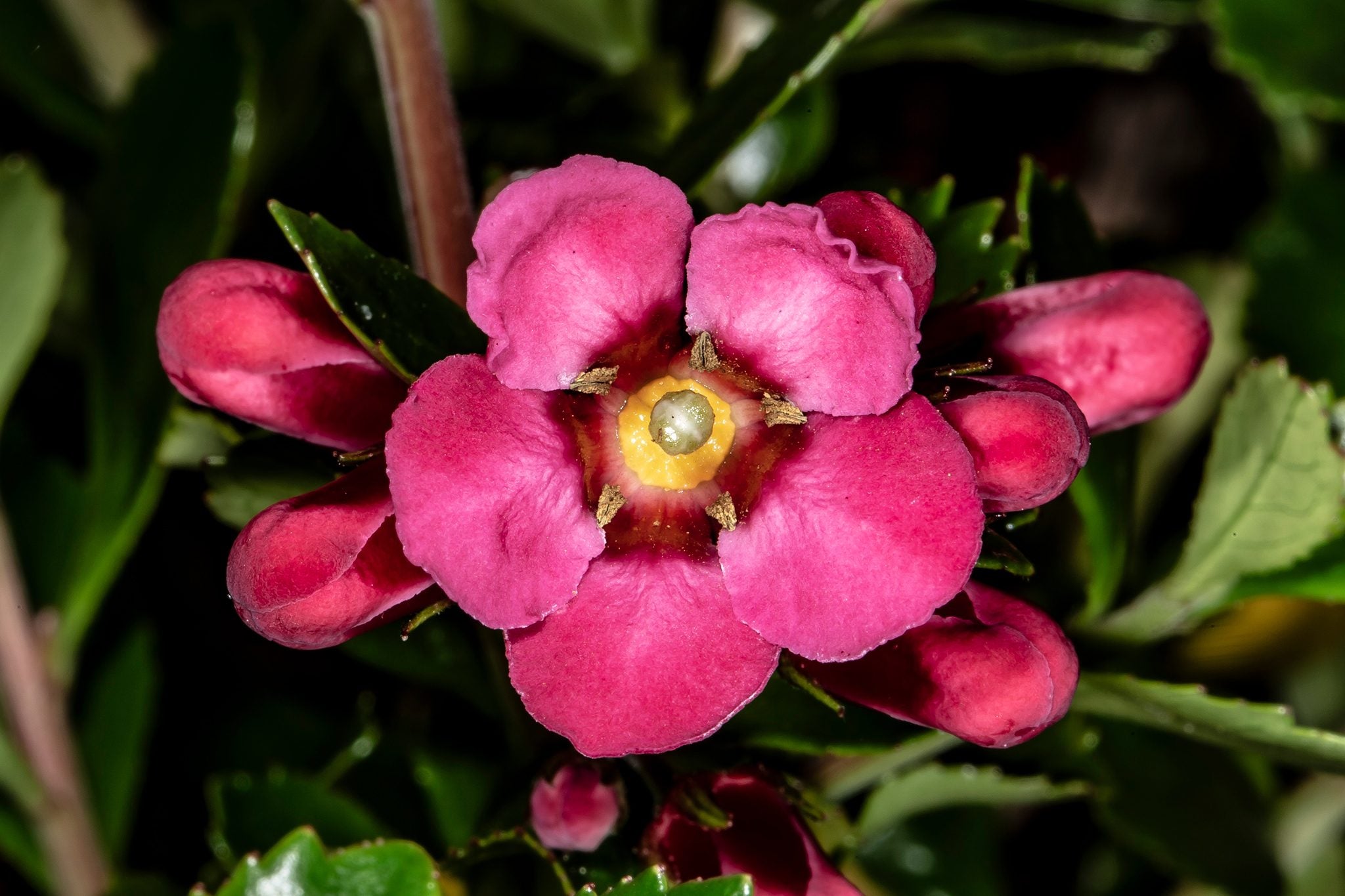 Chamelaucium Flower seeds for Planting Cut Flower Favorite Heirloom & GMO Free Seeds for Home Garden