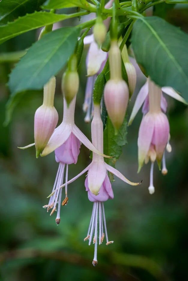 Lavender Fuchsia Flower Seeds for Planting Cottage Garden Essential Heirloom & GMO Free Seeds for Home Garden
 
 Sale